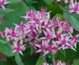 Sedum 'Cloud Walker'