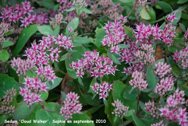 Sedum 'Cloud Walker'