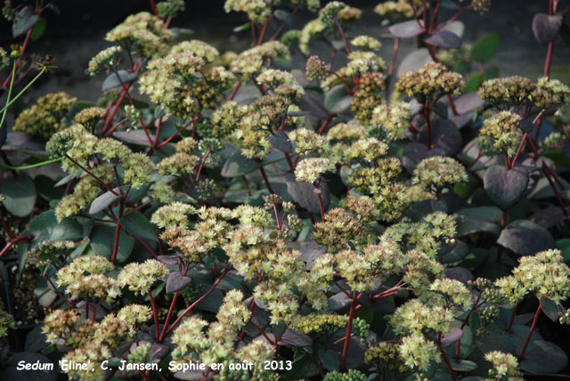 Sedum 'Eline'