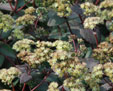 Sedum 'Eline'