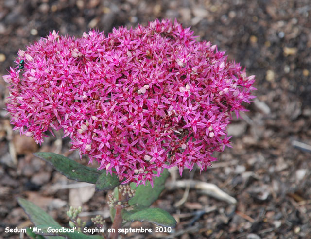 Sedum 'Mr. Goodbud'