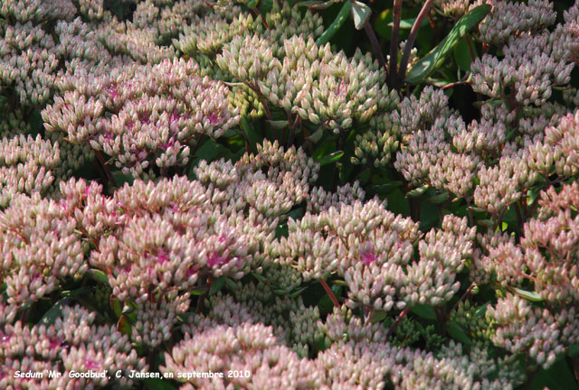 Sedum 'Mr. Goodbud'