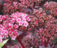 Sedum telephium 'Purple Emperor'