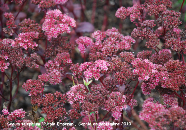 Sedum telephium 'Purple emperor'