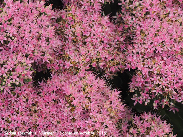 Sedum spectabile 'Carmen'