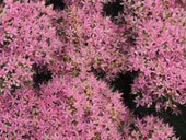 Sedum spectabile 'Carmen(