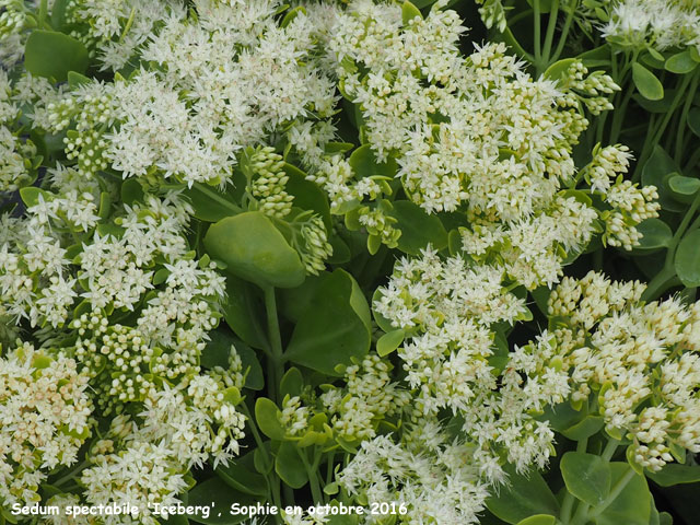 Sedum spectabile 'Iceberg'