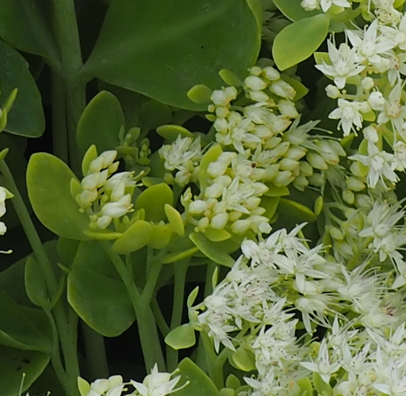 Sedum spectabile 'Iceberg'