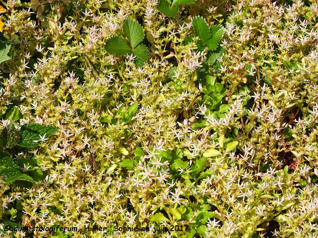 Sedum stoloniferum