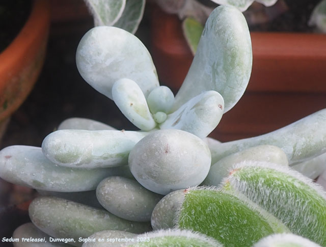 Sedum treleasei