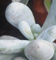 Sedum treleasei
