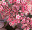 Sedum telephium 'Xenox'