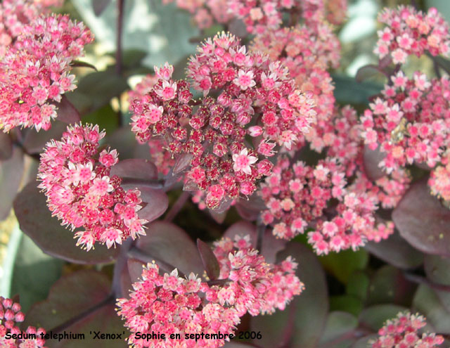 Sedum 'Xenox'