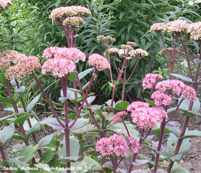 Sedum 'Matrona'