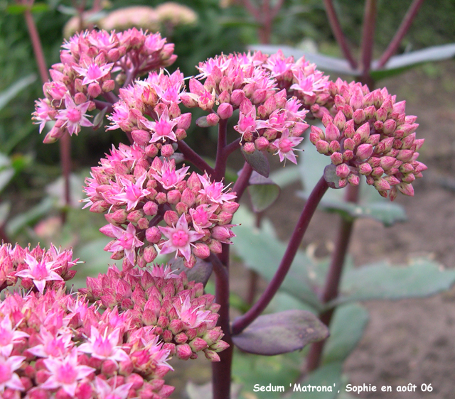 Sedum 'Matrona'