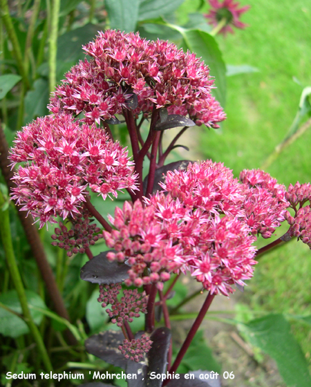 Sedum telephium 'Möhrchen'