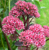 Sedum telephium 'Mörchen'