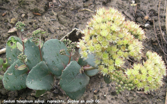 Sedum telephium subsp. telephium ruprechtii