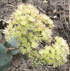 Sedum telephium subsp. telephium ruprechtii