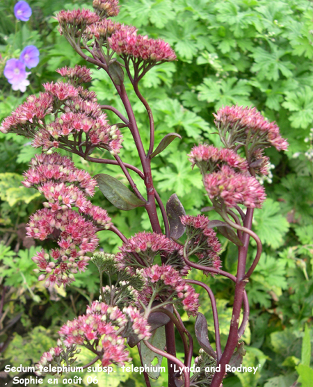 Sedum telephium 'Linda et Rodney'