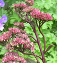 Sedum telephium subsp. telephium 'Lynda et Rodney'