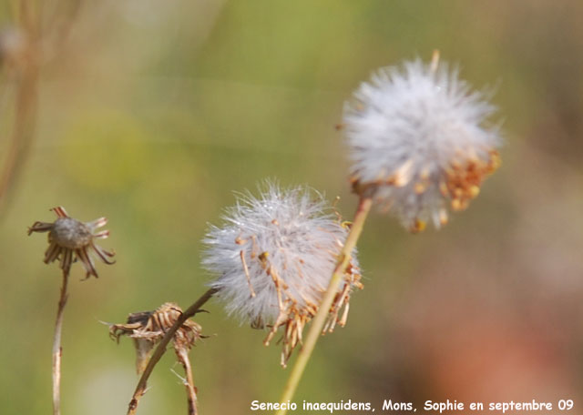 Senecio inaequidens