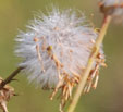 Senecio inaequidens