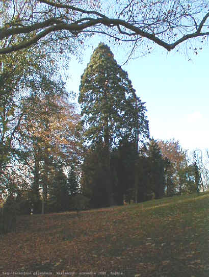 Sequoidendron giganteum