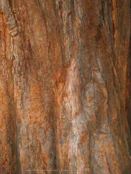 &eacute;corce d'un Sequoiadendron giganteum