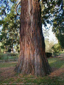 tronc d'un Sequoiadendron giganteum