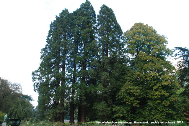 Sequoiadendron giganteum