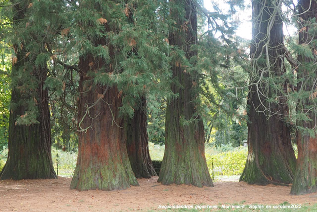 Sequoiadendron giganteum