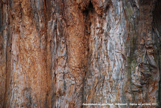 Sequoiadendron giganteum