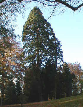 Sequoiadendron giganteum