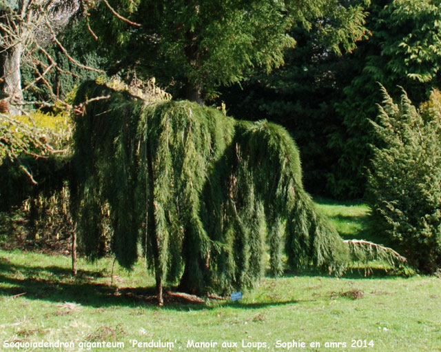 Sequoiadendron giganteum 'Pendulum'