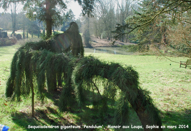 Sequoiadendron giganteum 'Pendulu