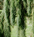 Sequoiadendron giganteum 'Pendulum'
