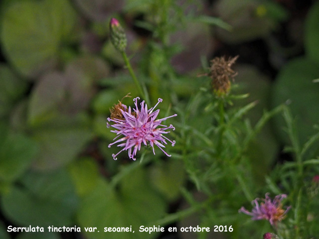Serrulata tinctoria var. seonei
