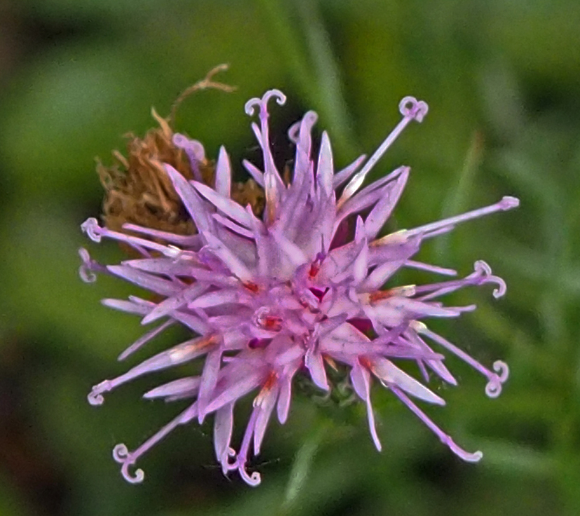 Serratula tinctoria var. seoanei