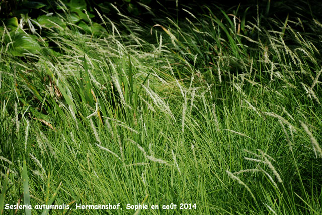 Sesleria autumnalis