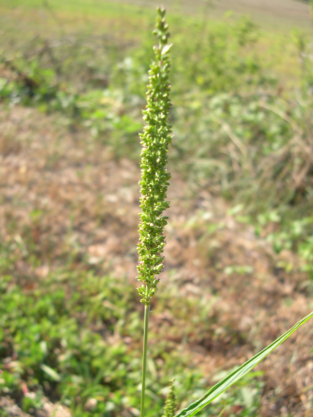 Setaria verticillata