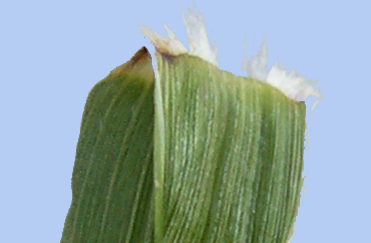 Setaria verticillata