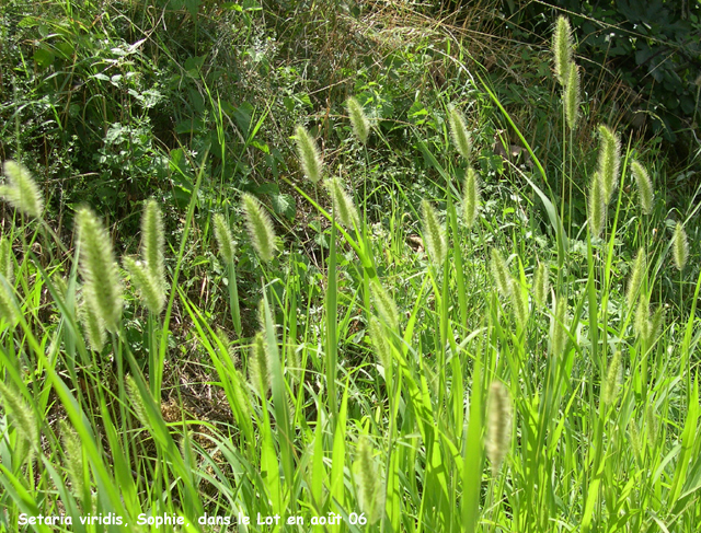 Setaria viridis