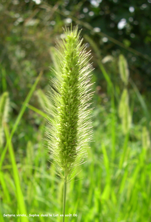 Setaria viridis