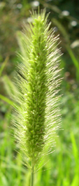 Setaria verticillata