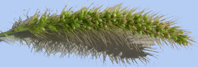 inflorescence de Setaria viridis