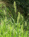 Setaria viridis