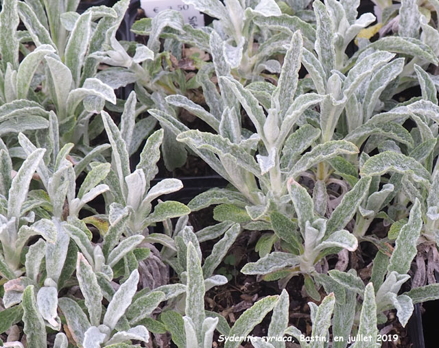 Sideritis syriaca