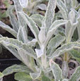 Sideritis syriaca
