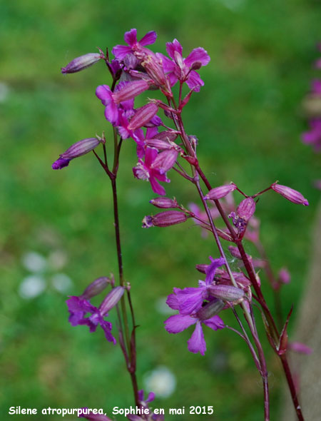 Silene atropurpurea